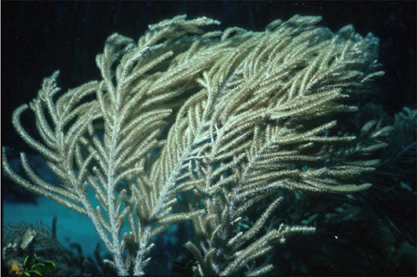 A host of strange creatures live on the Charleston Bump