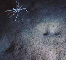 Nezumia foraging along the edge of a basalt outcrop.