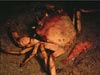 Golden crab, Chaceon fenneri, with black-bellied rose fish.