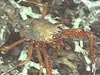 The deepwater galatheid Eumunida picta Longispina are commonly seen on the Lophelia mounds.