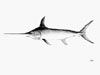 The Charleston Bump provides a valuable nursery habitat, and possibly spawning grounds, for swordfish.