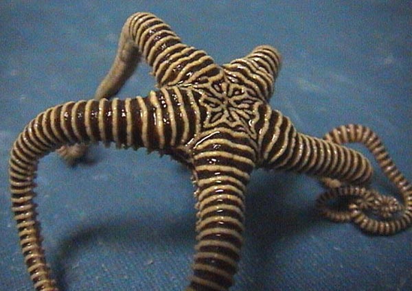 This species of brittlestar, Astroporpa annulata, is related to basketstars and lives clinging to soft corals.