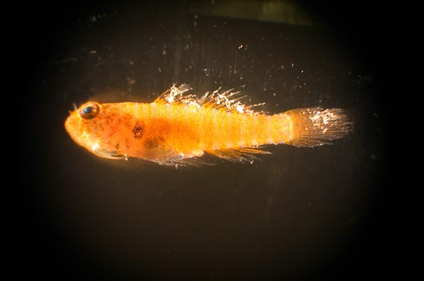 Scientists captured this unsuspecting goby, just 1.5 cm