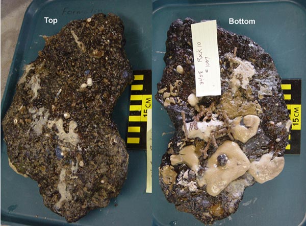 This rock is a good example of how the tasty sponges, bryozoans and tunicates are absent from the exposed surface, but dominate on the sheltered side.