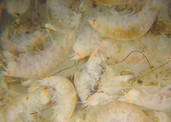 A mass of amphipods collected with the carrion trap.
