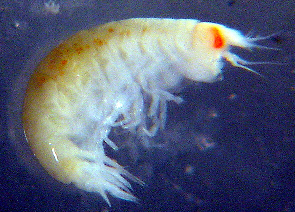 Amphipod