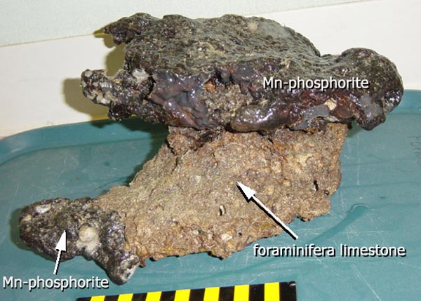 Manganese-phosphorite rock collected with the submersible from more than 1800 ft