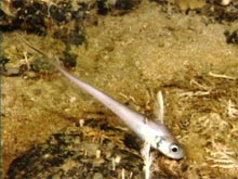 A grenadier or "rattail" hovers near the bottom.