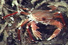 his portunid or swimming crab was observed on the Lophelia banks.