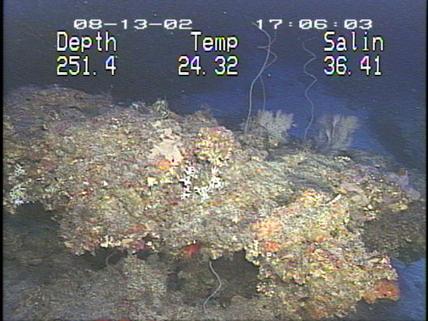 Rocky conglomerates provide the basis for the reefs on the outer continental shelf.