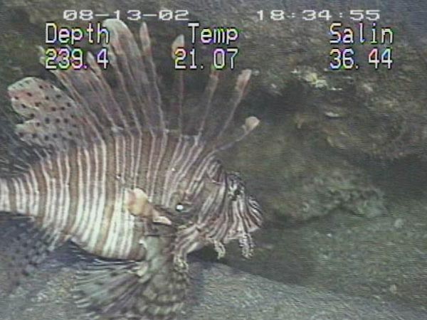 Non-native red lionfish (Pterois volitans) photographed over the Outer Shelf Reefs off Cape Fear, NC.