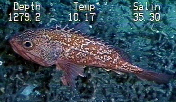 Blackbelly Rosefish photographed on Lophelia Coral Banks located off Cape Lookout, NC.