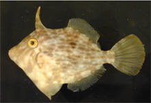 The planehead filefish is the most abundant species in our Sargassum collections.