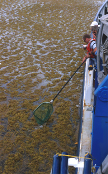 Researchers use dipnets Researchers use dipnets and visual observations to sample the community.