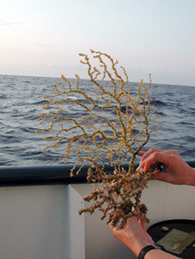 Black coral collected during Allens afternoon sub dive.