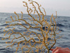 Soft coral which was found at a depth of more than 1400 feet.