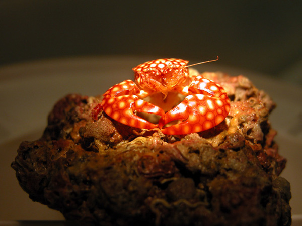 Porcelain crab possess a unique filter feeding mechanism