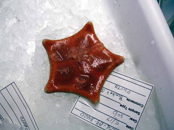 Pillow Star collected in the Stetson area Lophelia beds