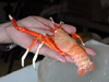 Squat lobster.