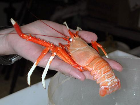 The squat lobster-dominant component of the deep reef fauna off North Carolina