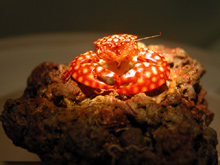 Porcelain crab