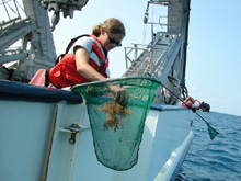 members of the expedition dip netting for Sargassum