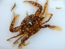 Portunid crabs often make sargassum mats their home.