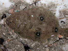Three-eyed flounders