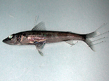 Samples of muscle tissue from fish such as this greeneye are being collected to help untangle the complex food webs in the marine environment.