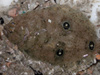 Three-eyed flounder.