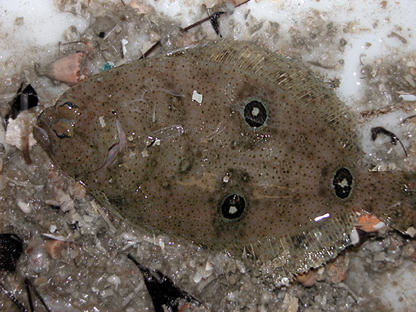 Three-eyed flounder