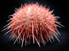 Sea urchin,  collected during the JSL dive.