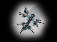 Iridescent nudibranch