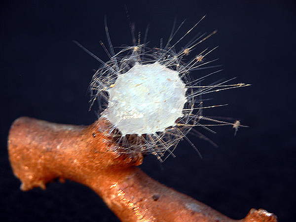 Living structures, such as this glass sponge, are found at a depth of more than 1500 feet