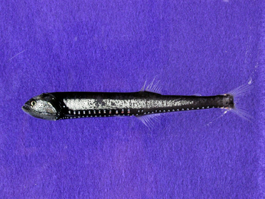 Midwater fish-Gonostoma elongatum