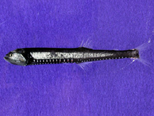 This Gonostoma elongatum is an example of a midwater fish.
