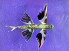 Band wing flyingfish
