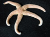 Sea star collected for analysis back at one of the onshore laboratories