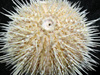 Sea urchin collected for analysis at the onshore laboratories.