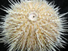 Sea urchin collected for analysis at the onshore laboratories.