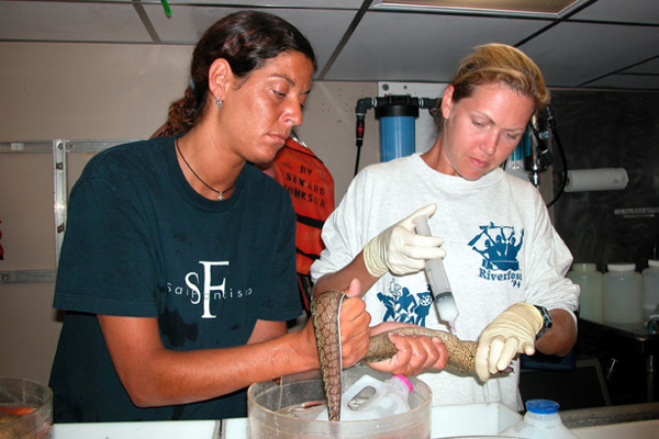 Researchers do the initial work up at sea on a species collected via the JSLII