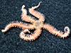 Observing the locomotion of a brittle star