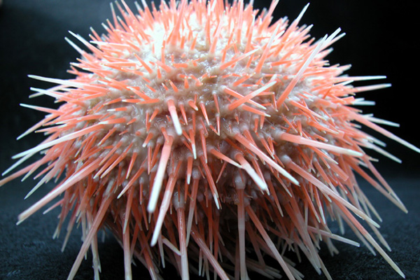 Beautiful pale orange sea urchin