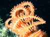 Brittle Star