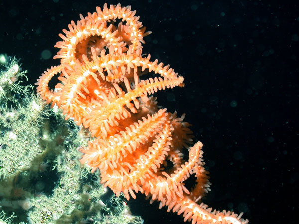 Bright orange Brittle Star