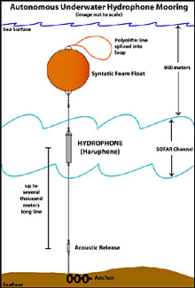 Diagram of the Autonomous Underwater Hydrophone (AUH) mooring