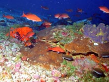 A creolefish (Paranthias furcifer)