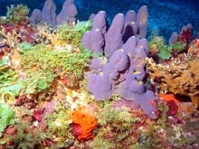 A blend of fishes, sponges, algae, coral and other invertebrates