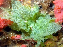 A stunning leafy green algae (Anadyomene lacerata) documented during a recent submersible expedition