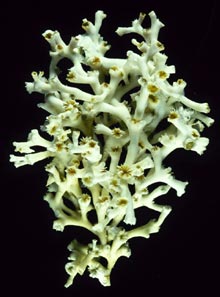 Lophelia from the Gulf of Mexico